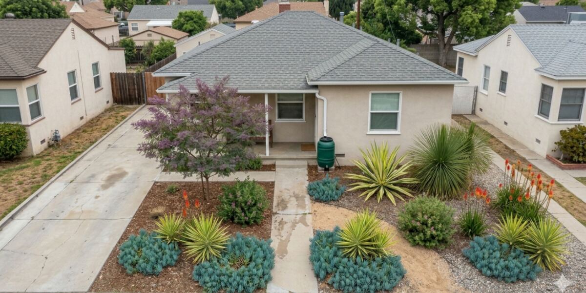 Traditional style front yard: Blue groundcover, yucca and a flowering tree, with a rain barrel